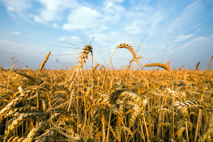 Fields of wheat