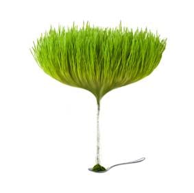 Wheatgrass