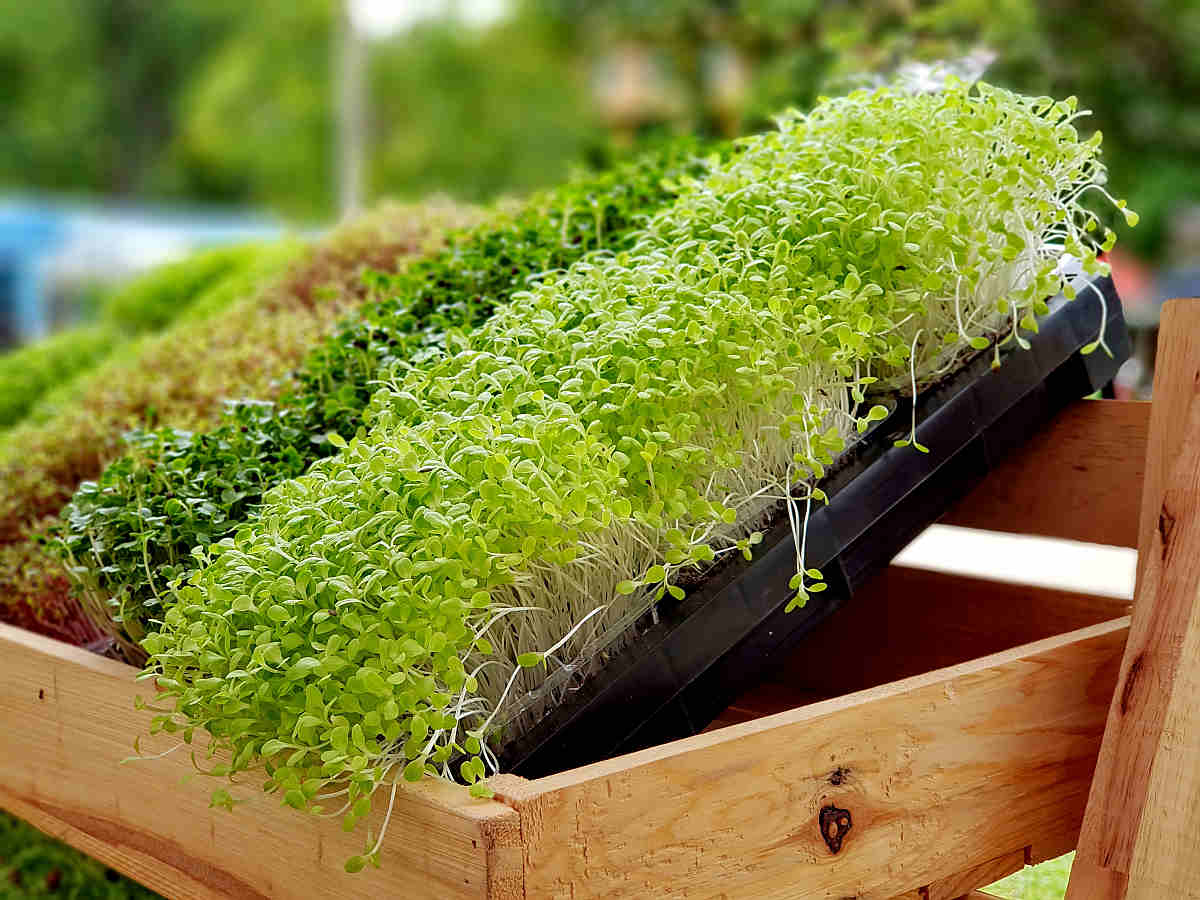 A microgreen or Sprouts are raw living sprout vegetables | The Best Ketogenic Diet Foods To Eat