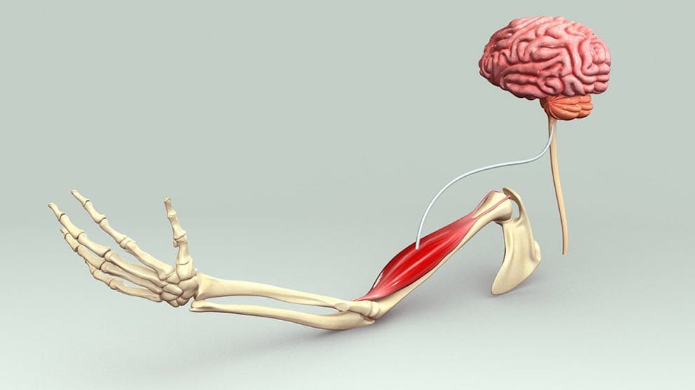 Anatomy illustration of human arm, brain connection to muscle through nerve impulse.