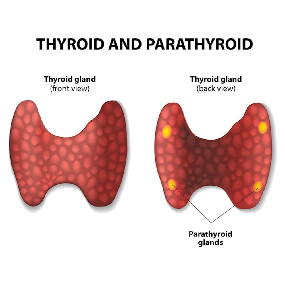 Parathyroid regulates calcium levels