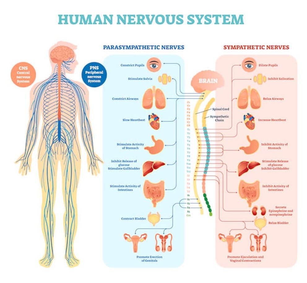 Parasympathetic and sympathetic nervous system | Stress and Your Immune System
