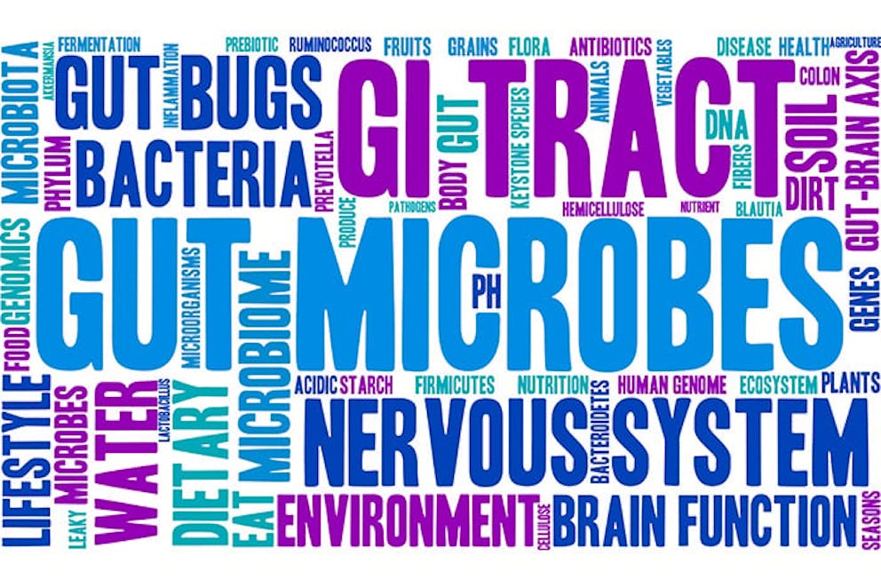 a word cloud for gut microbes
