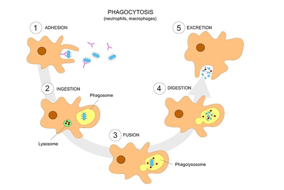 A fever can enhance phagocytosis 