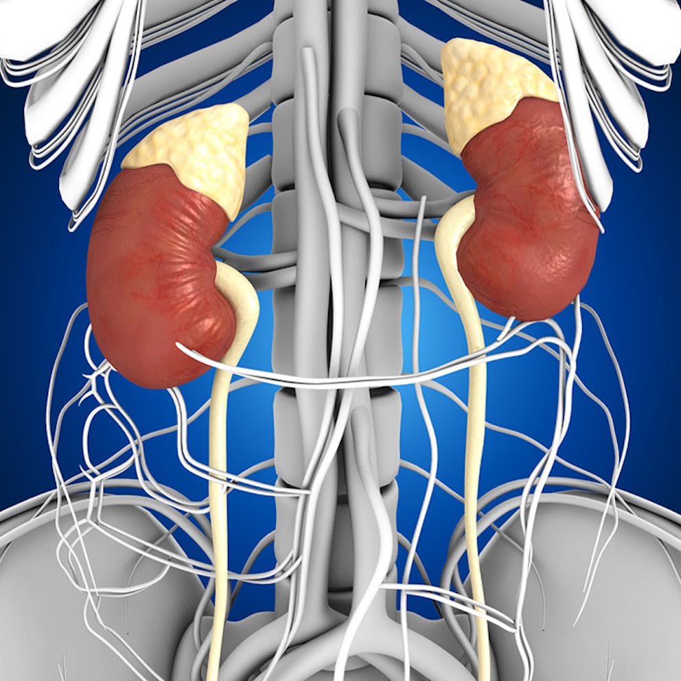 Medical image of human body anatomy, human kidneys and adrenal glands on skeleton.