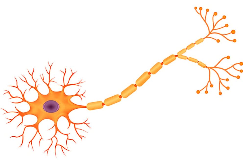 Illustration of nerve, medical anatomy of neuron surrounded by myelin sheath.