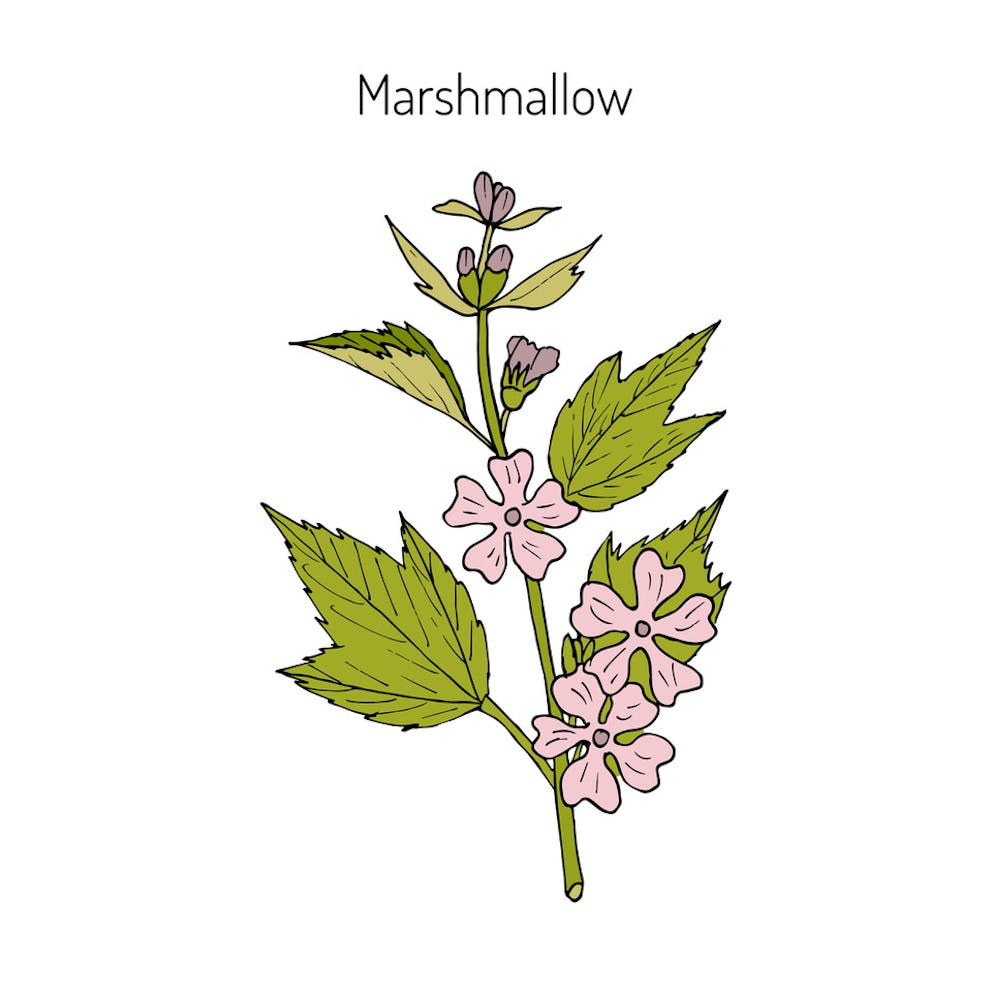 Colored drawing of medicinal marshmallow plant with flowers and leaves