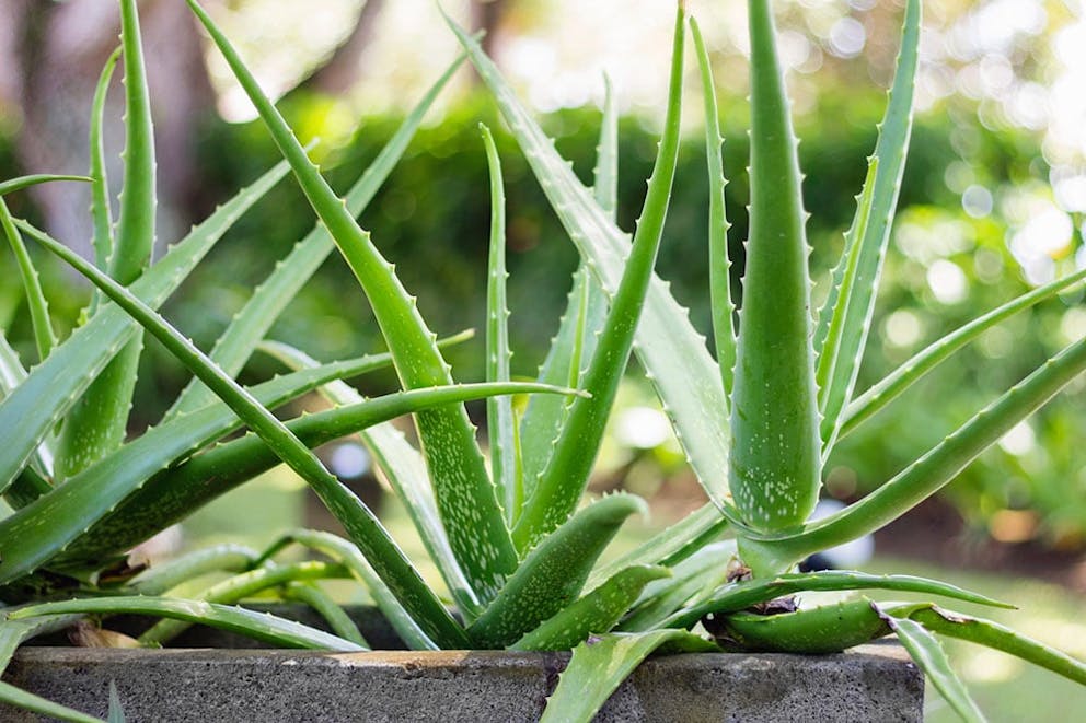 Aloe vera plants growing outside in garden planter box.