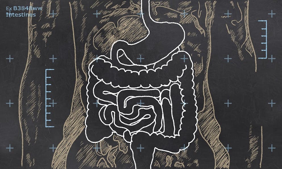 Chalkboard drawing of human torso with digestive system organs, intestines in white.