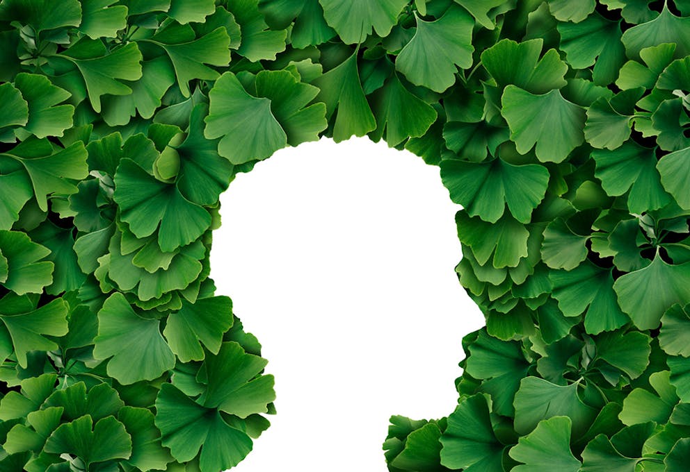 Human head profile surrounded by ginkgo leaves, herbal health benefits healing remedy.