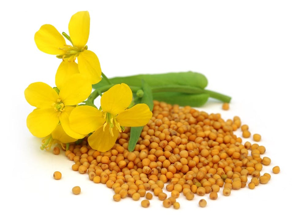 Pile of mustard seeds on white background with mustard flower from mustard plant.