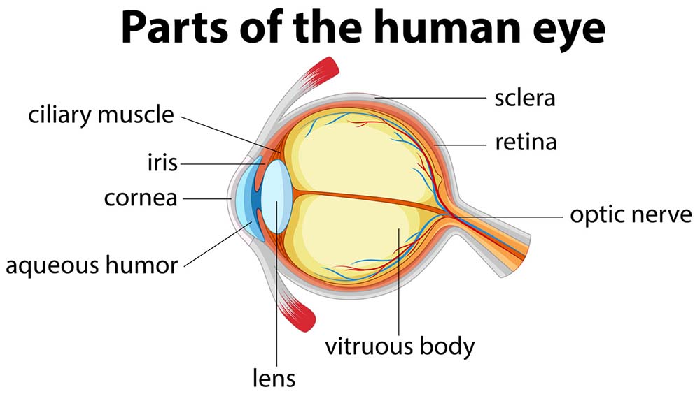 Anatomy drawing of the parts of the human eye, including the lens and ciliary muscles.