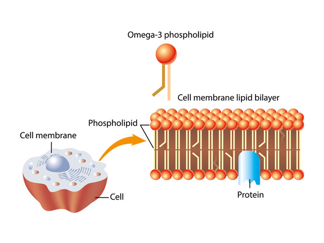 Omega-3s support healthy cell membrane