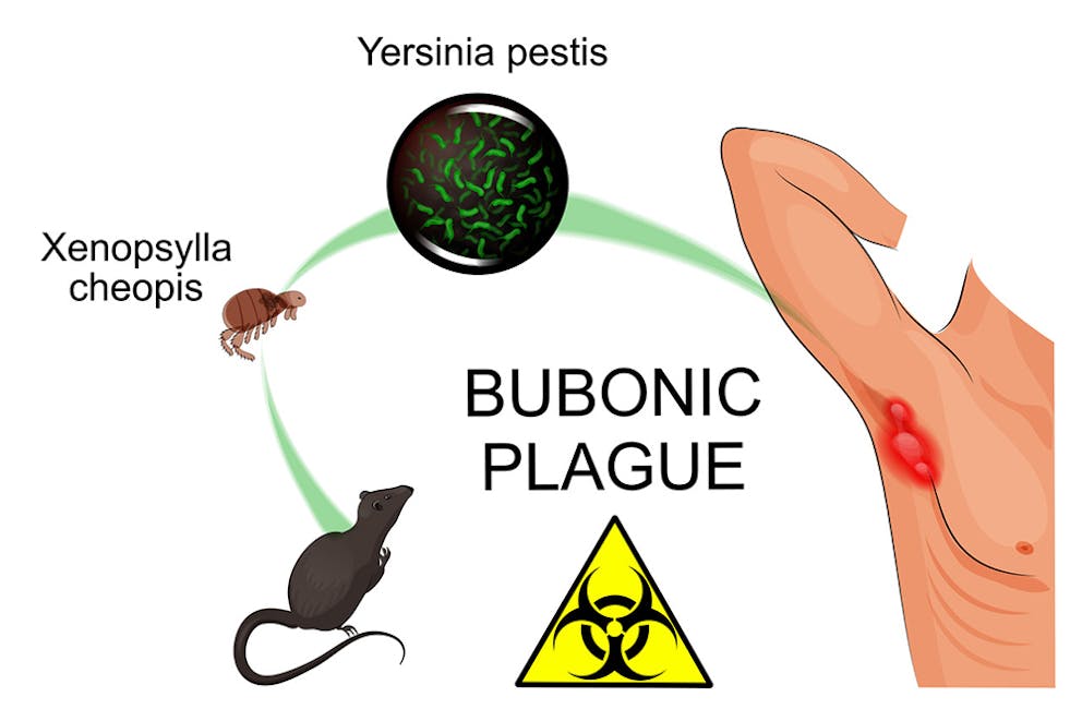 Illustration of bubonic plague Yersinia pestis bacteria transmission from rats and fleas, pandemic.