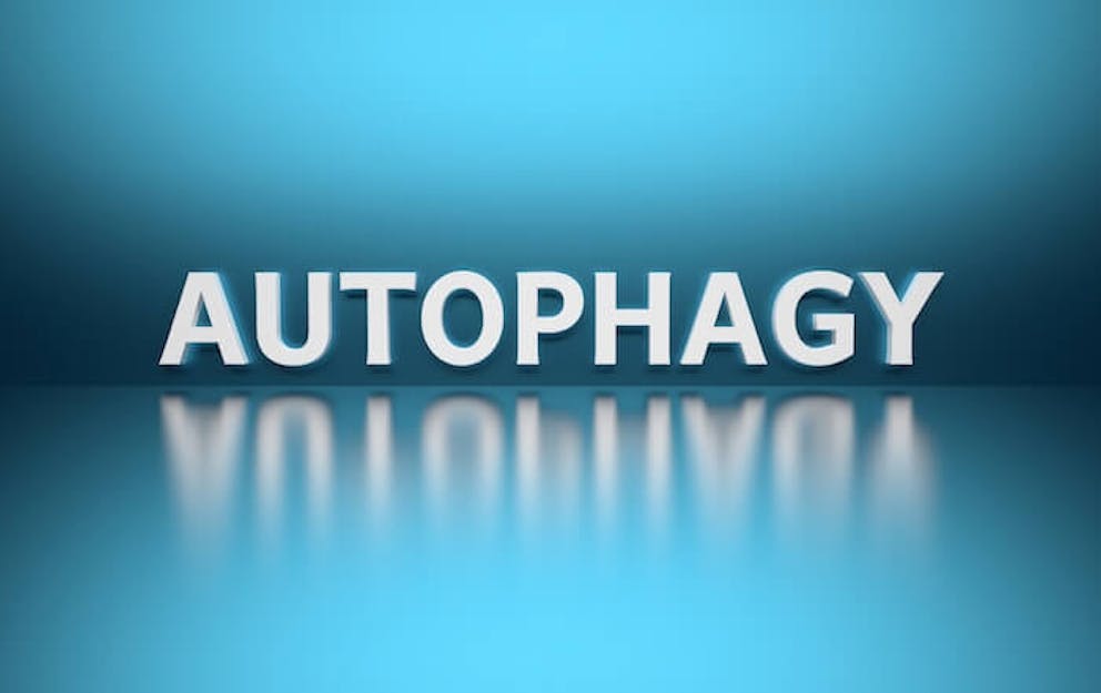 The word “autophagy” in all caps against a blue background  | <u>The Effects of Autophagy on Infection</u>