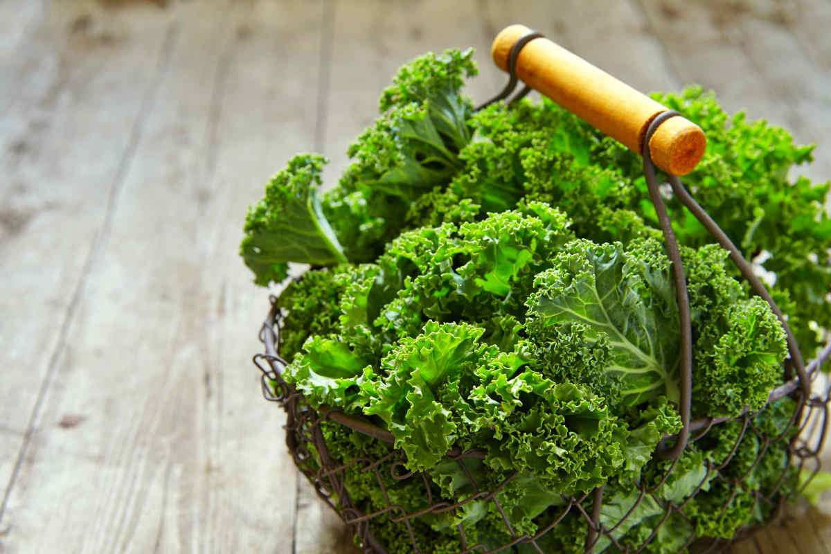 Fresh green kale leaves on wooden table | The Best Kale Shake Recipe You Need To Add in Your Weight Loss Diet NOW