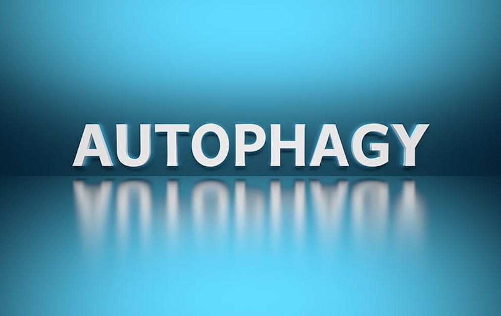 The word autophagy in white on a blue background