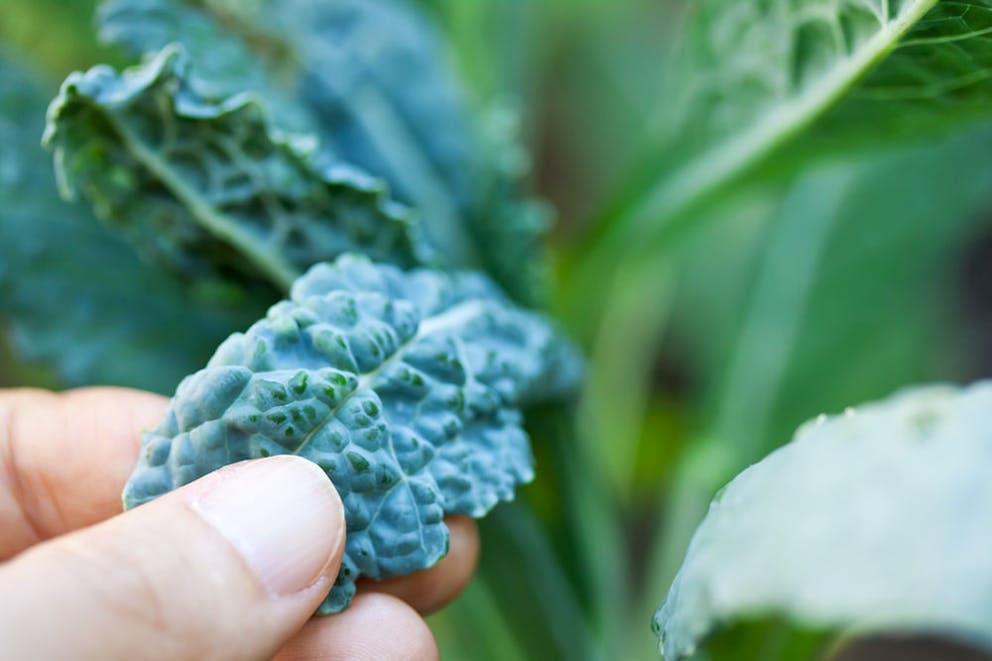 Close-up photo of thumb and fingers holding a kale leaf on a kale plant growing in a field.