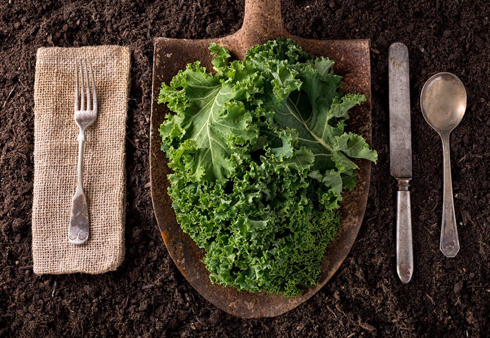 Fresh raw curly kale with silverware on rustic background of shovel and dirt soil.