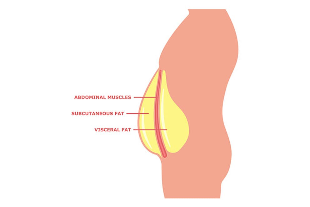 an illustration of visceral fat in the body