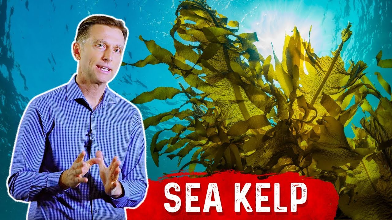 7 Interesting Benefits of Sea Kelp