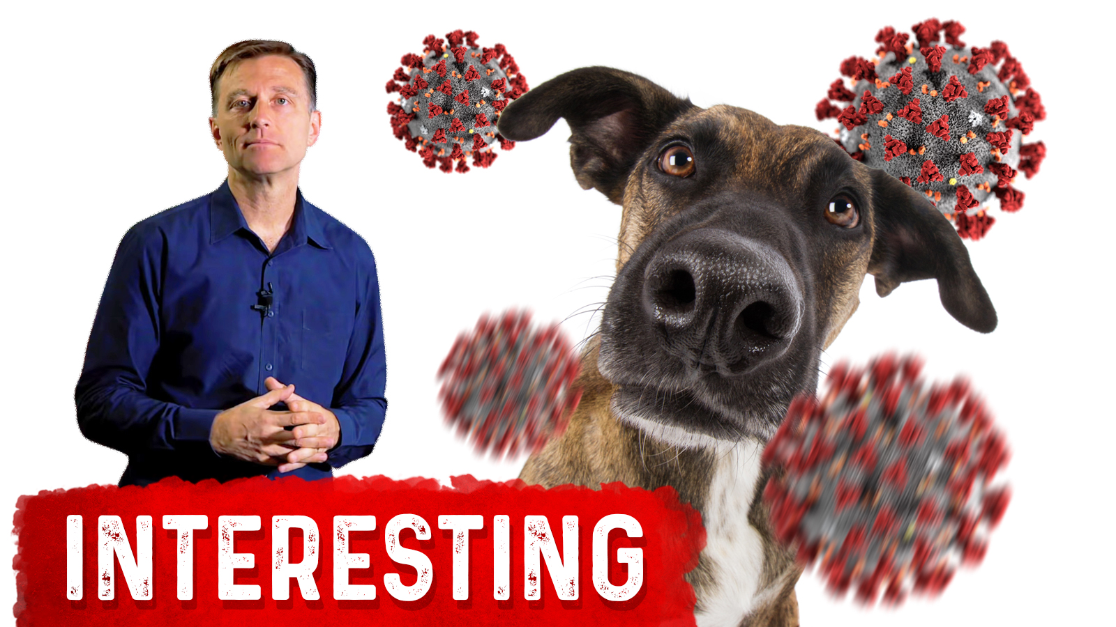 Dogs Can Smell Covid19 Infection Healthy Keto™ Dr. Berg