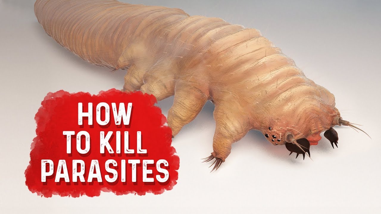 How to Kill Parasites| Dr. Berg