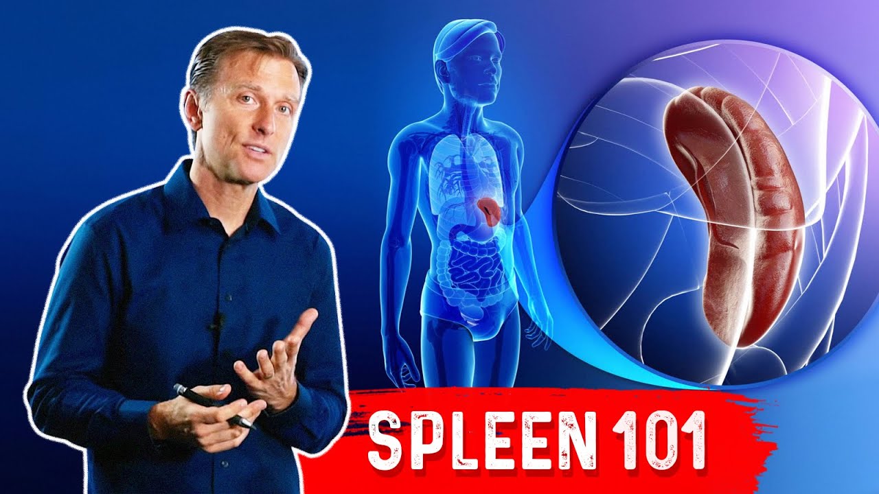 What Does the Spleen Do? | Dr. Berg