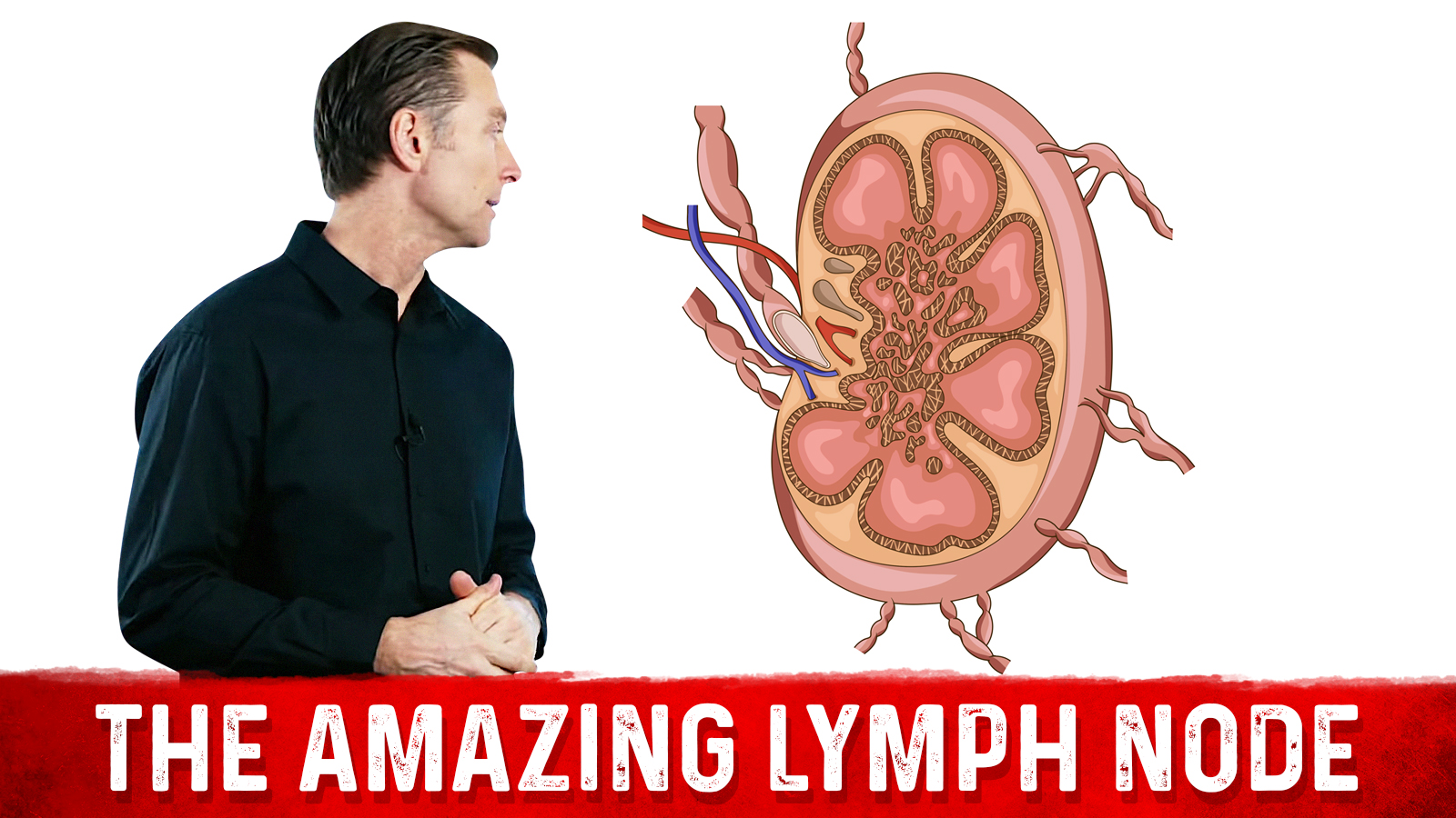 lymph-nodes-are-a-critical-part-of-your-immune-system