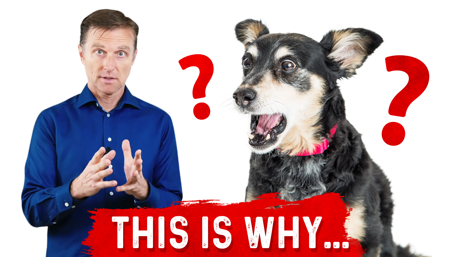 Why is Xylitol Bad for Dogs Healthy Keto™ Dr. Berg