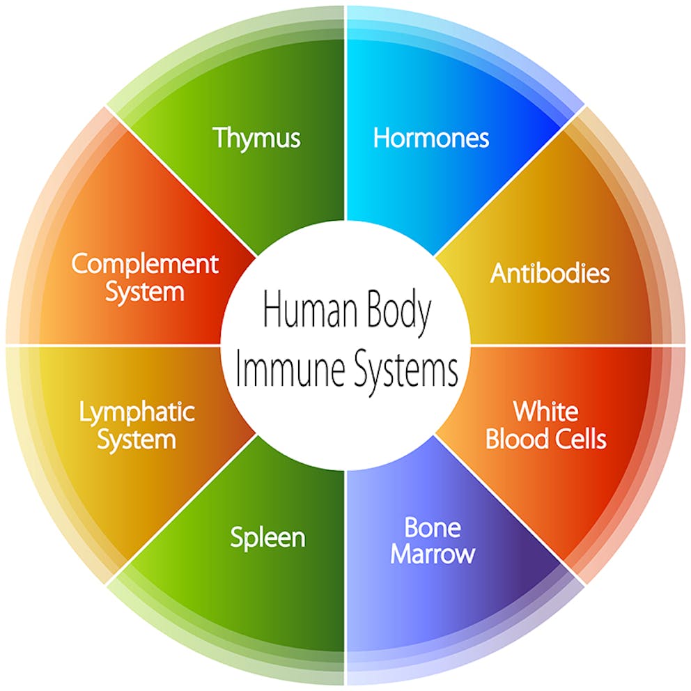 a chart of the human immune system