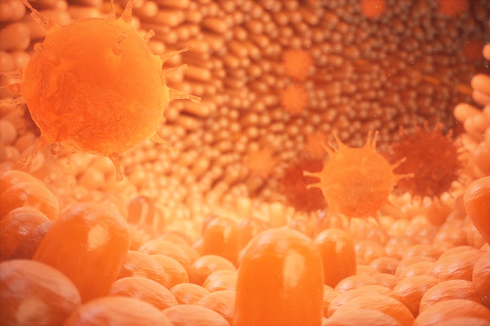 a microscopic view of the gut lining