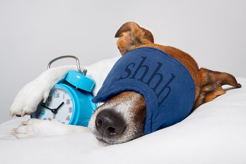 Dog sleeping on a pillow with eye mask that says “Shhh” and blue alarm clock under paw.