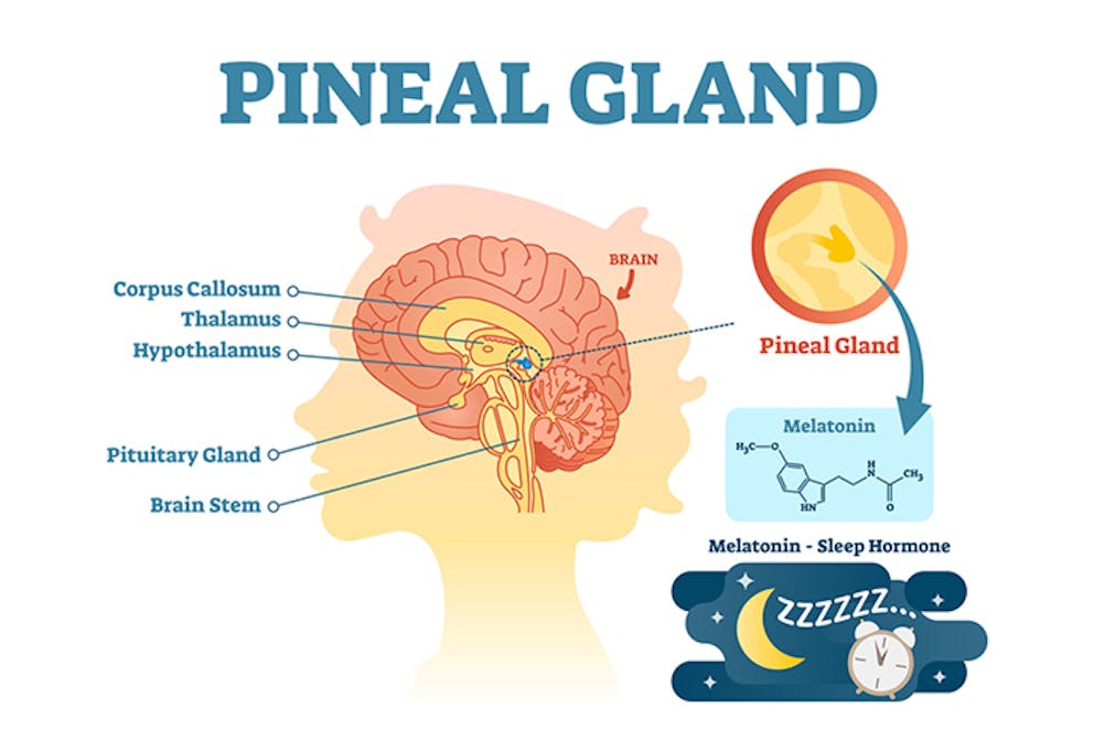 Cartoon illustration of pineal gland and brain structures involved in melatonin and sleep regulation.