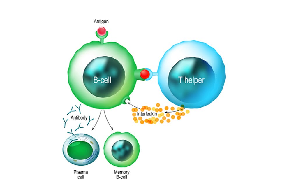 Biology drawing of B-cell and T-cell lymphocytes, antigen and antibodies, immune system function.