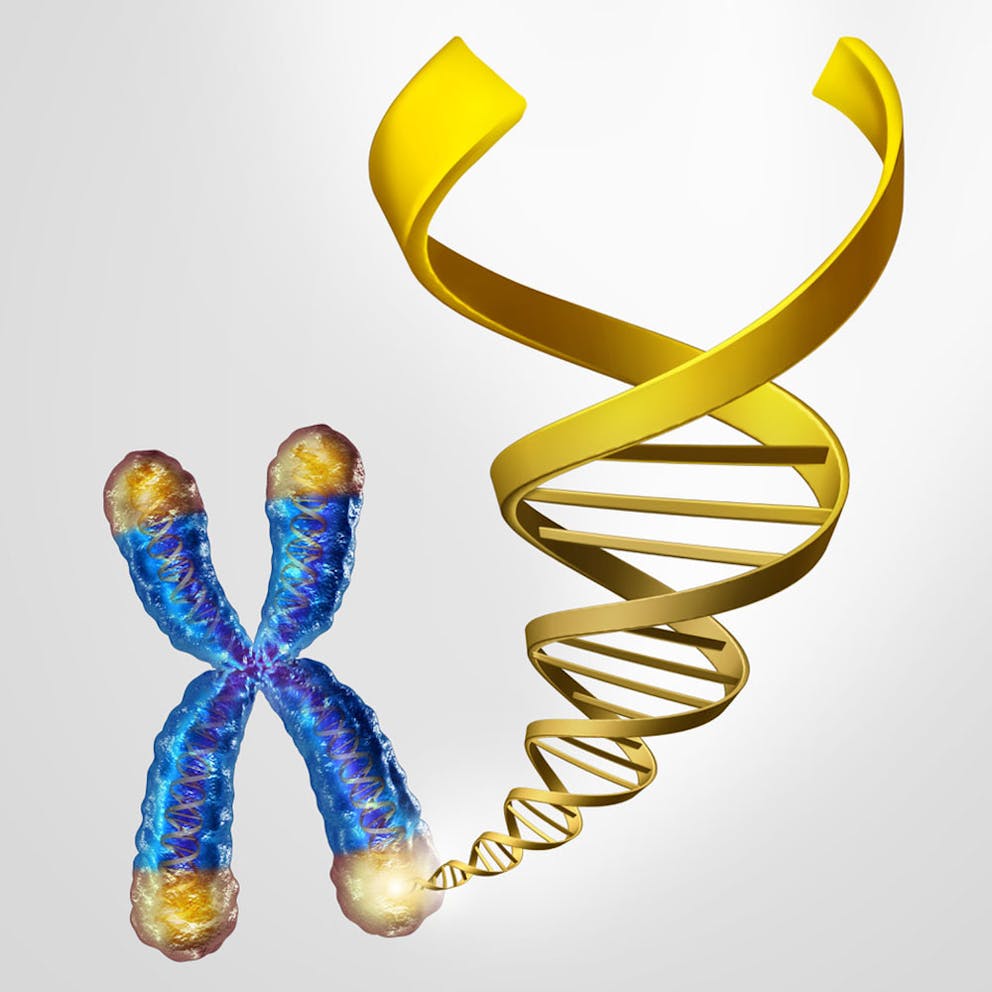 Medical illustration of chromosome with telomere ends and DNA strand, protecting end caps.