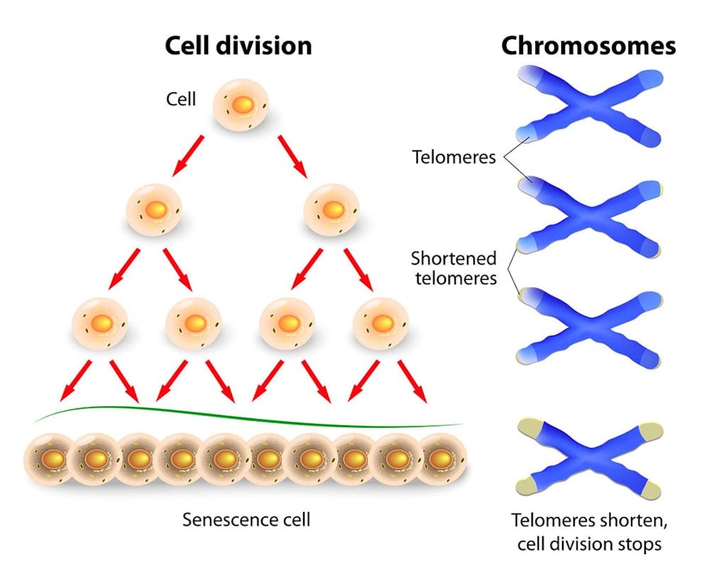 Cell division process illustrated and labeled, showing chromosomes and telomere length shortening.