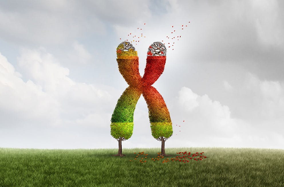 Telomere aging health concept, chromosome in shape of tree with changing and falling leaves.