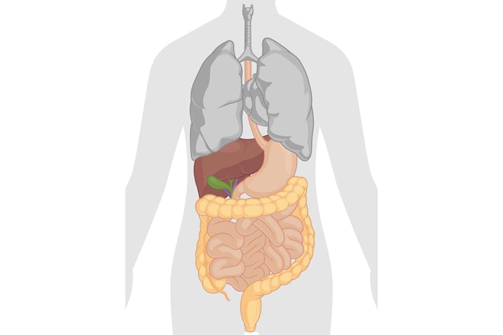 Medical illustration of digestive system anatomy showing stomach, intestines, colon, digestion.