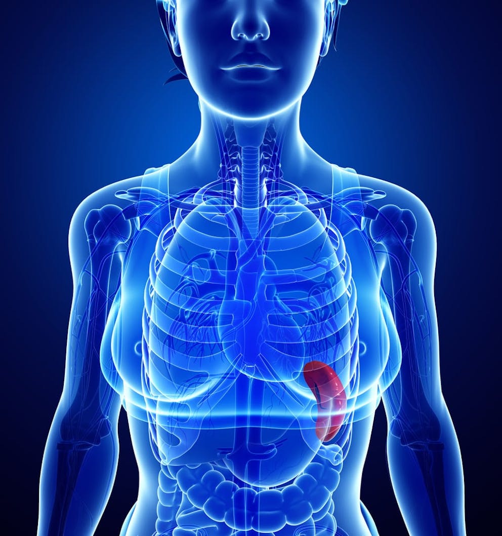 Blue illustration of female body and internal organs, with spleen anatomy in red.