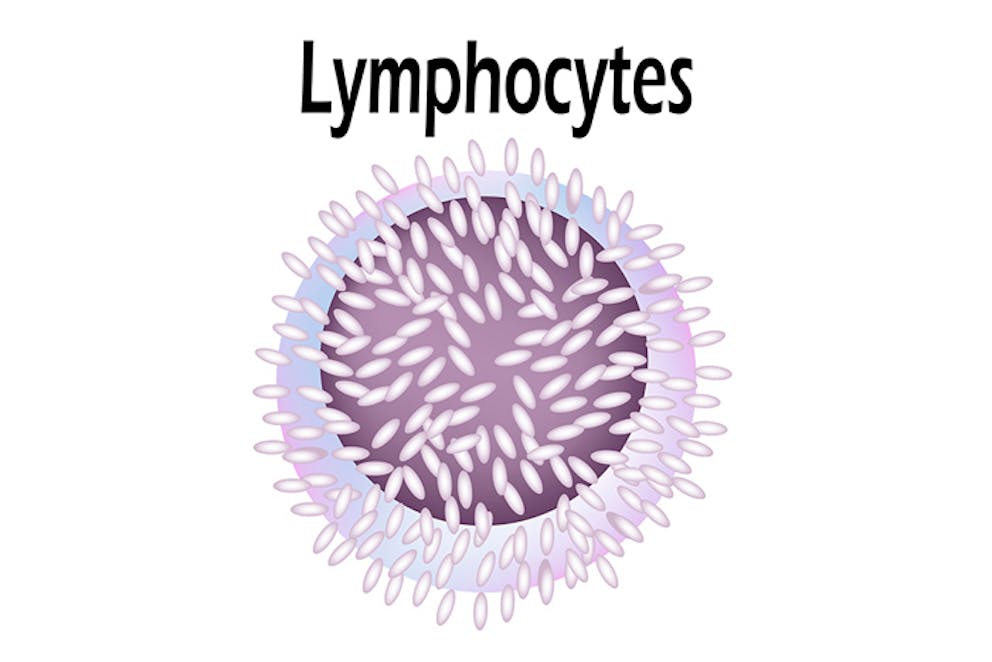 an illustration of a lymphocyte
