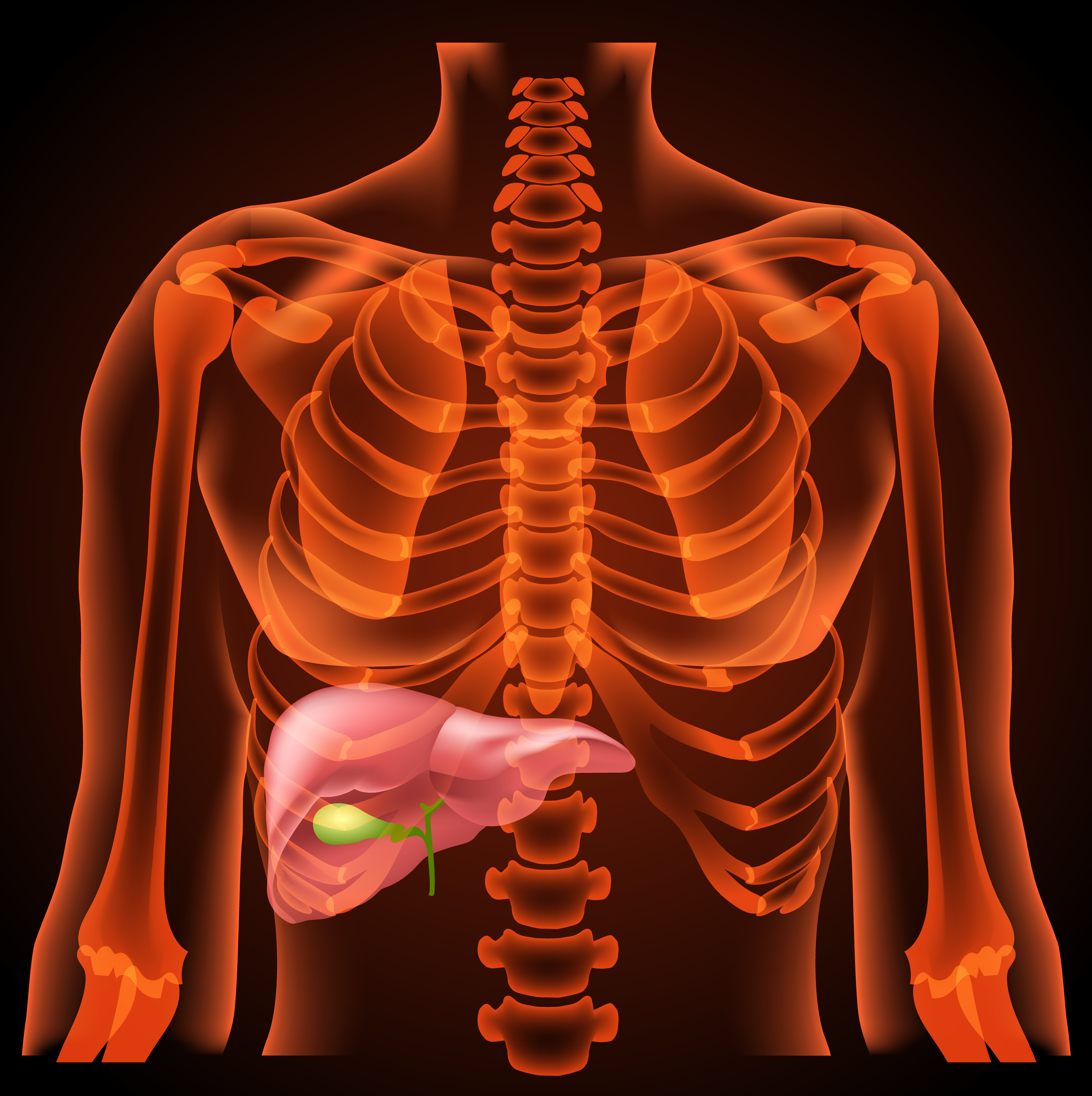 bile and gallbladder