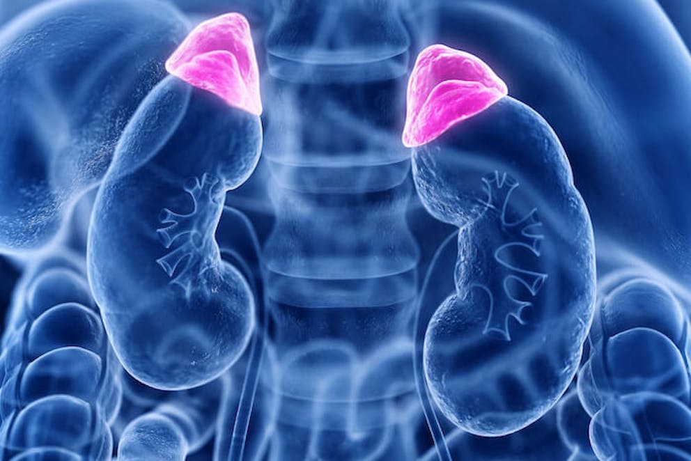 The adrenal glands located above the kidneys - adrenal body type | What is Your Body Type?