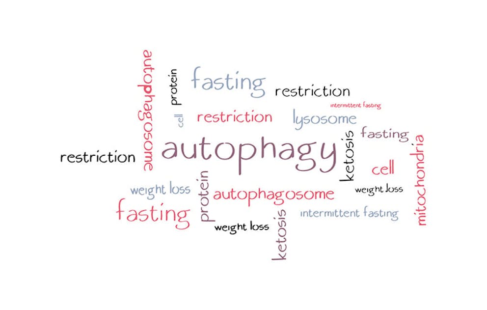 Autophagy word cloud with words like fasting, ketosis, protein, restriction, and more.