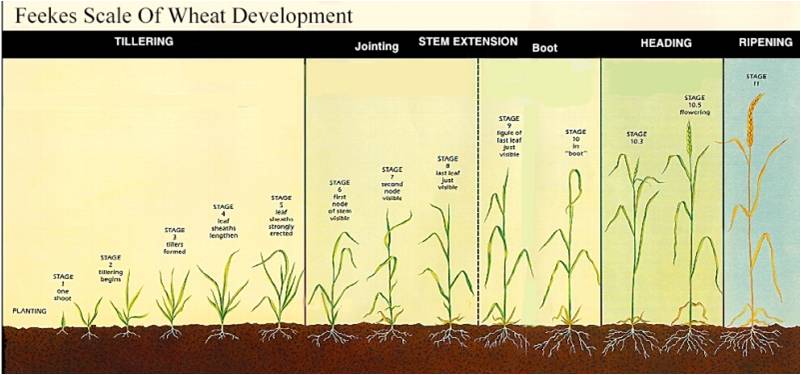Wheat development