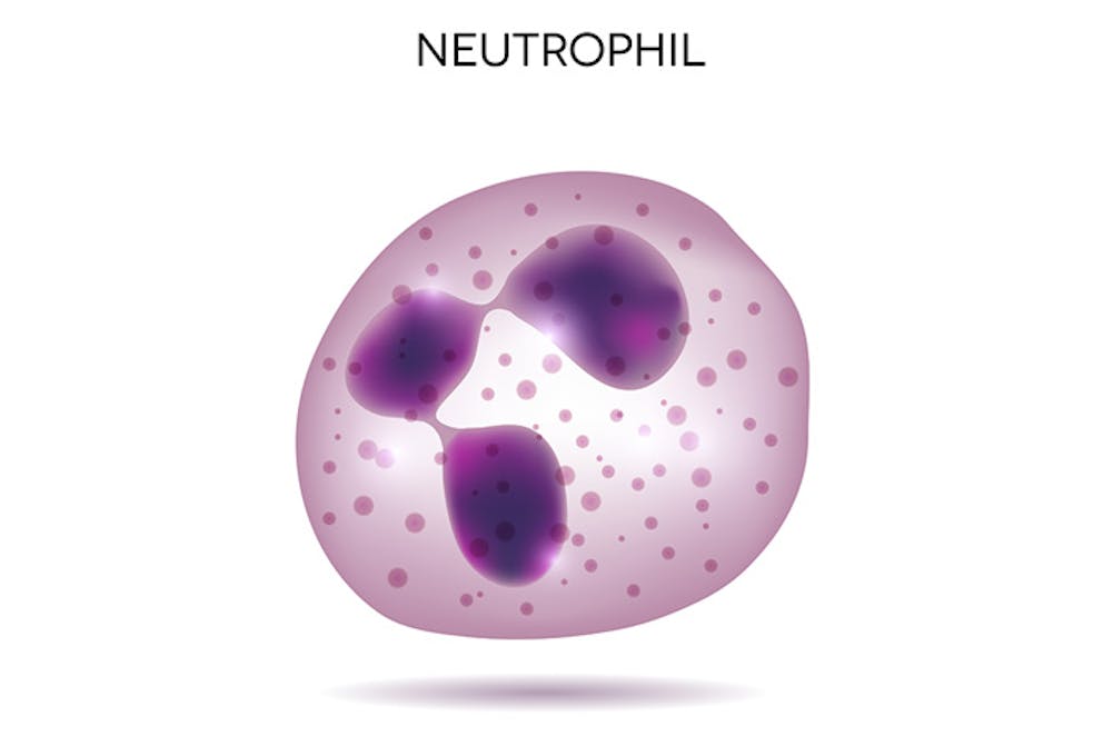 photo of a neutrophil