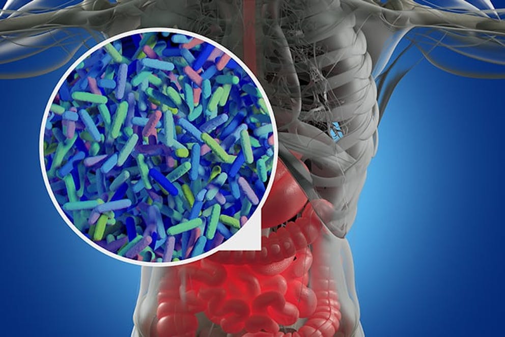 an illustration of the human gut microbiome