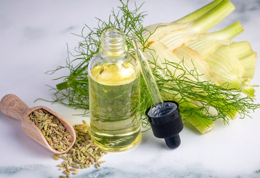 Fennel plant seed and essential oil