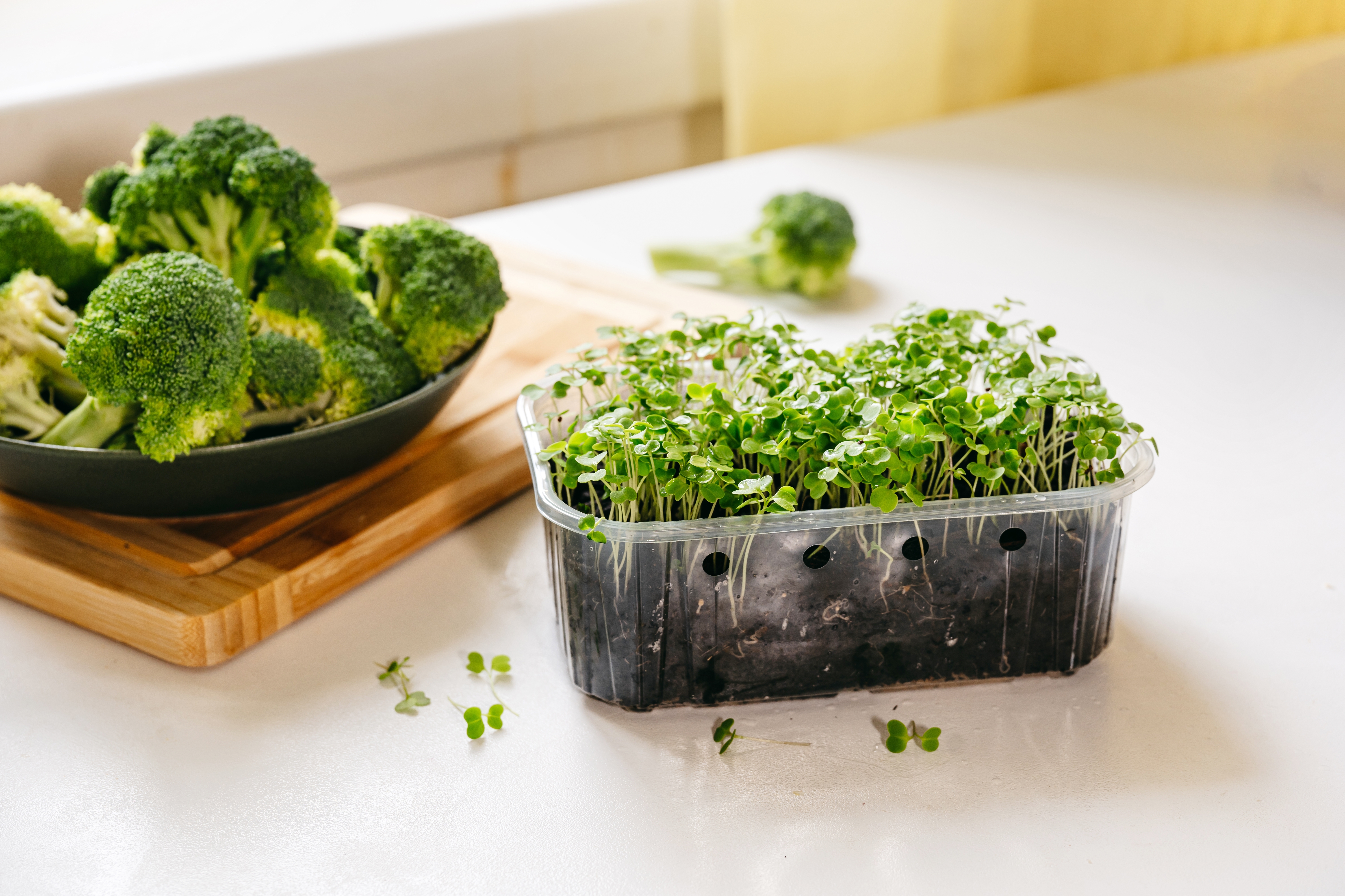 Broccoli Sprouts Купить