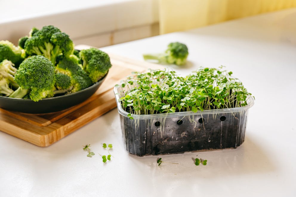 Broccoli and fresh broccoli sprouts